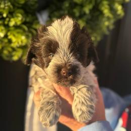 Hot pink girl - Parti female Miniature Schnauzer puppy in Oneonta, Alabama from Murphree Valley Kennels