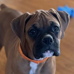WeWe - Boxer