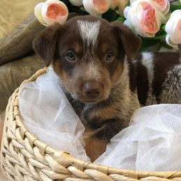 Australian Cattle Dogs from Fox Heelers