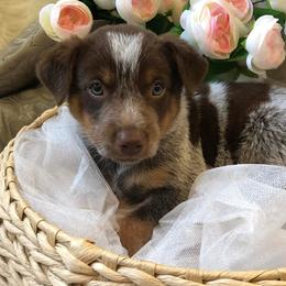 Australian Cattle Dogs from Fox Heelers