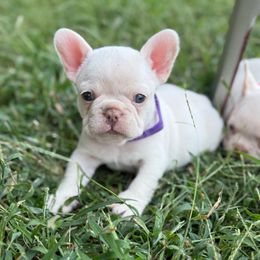 Purple Rain - White female French Bulldog puppy in Wann, Oklahoma from OG’s Frenchies