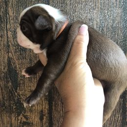Boston Terrier Puppies from Irish Hills Farms llc