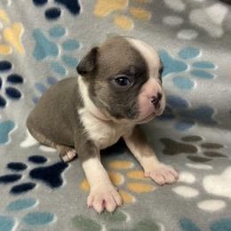 Corky - Blue male Boston Terrier puppy in Corning, California from SB Bostons / Raksha Malinois