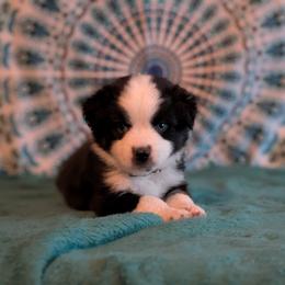Onyx - Black tri male Miniature American Shepherd puppy in Trenton, Florida from Atherney