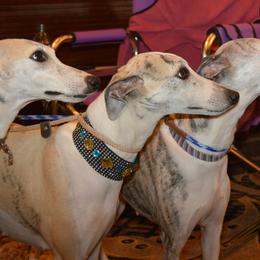 Whippets from Karasar Whippets