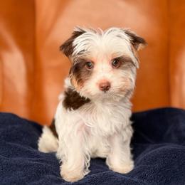 Moo Moo - Chocolate, tan and white male Yorkshire Terrier puppy in Jacksonville, Florida from Yorktown Yorkies