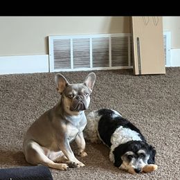 Purdy - French Bulldog