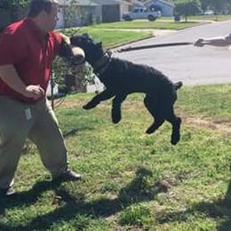 Clyde - Giant Schnauzer