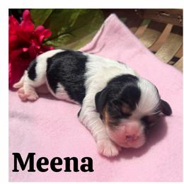 Meena - Tri-color female Cavalier King Charles Spaniel puppy in Clinton, Oklahoma from Enchanted Spaniels