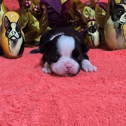 Black n white with Tan - Black and white male Boston Terrier puppy in Corsicana, Texas from JT Bostons