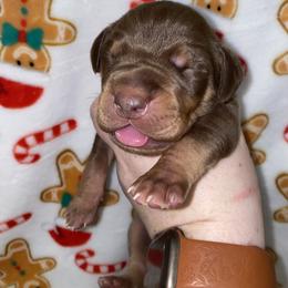 Harry - Chocolate male Great Dane puppy in Spartanburg, South Carolina from Pawlmetto Danes