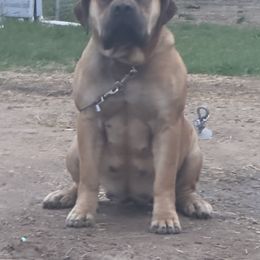 Lex - Boerboel