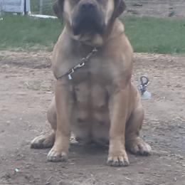 Lex - Boerboel