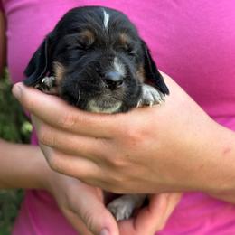 Female 4 - Black brown and white female Basset Hound puppy in Lindley, New York from Hill Top Basset Hounds & Cane Corso
