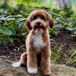 Kaleo - Goldendoodle