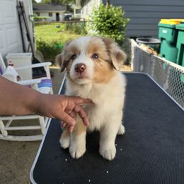 Australian Shepherd Puppies from Starlit Grove Australian Shepherds