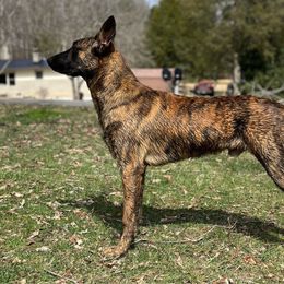 Sarge - Dutch Shepherd