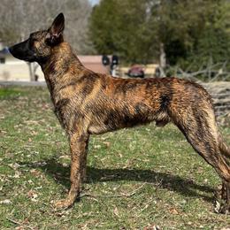 Sarge - Dutch Shepherd