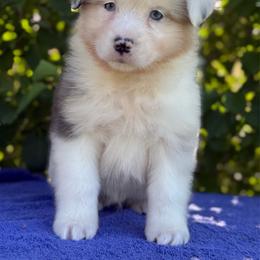 Pine Nut - Blue merle male Australian Shepherd puppy in Touchet, Washington from Northwest Rainbow Aussies and Golden Retrievers
