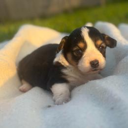 Dahlia (fluffy) - Black and tan female American Corgi puppy in East Oakdale, California from Rhettro Kennels