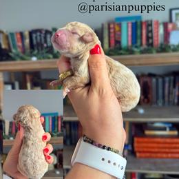 Selene - Apricot female Goldendoodle puppy in Spring Hill, Florida from Parisian Puppies