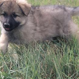 Purple collar - Sable female German Shepherd puppy in Durango, Colorado from Silver Starr Shepherds