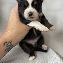 Oakley - Black and white male Pomsky puppy in Casa Grande, Arizona from Arizonas Pomsky Squad