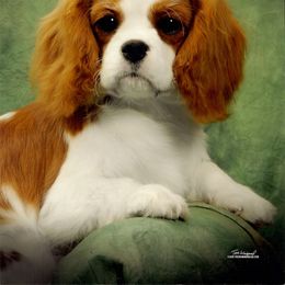 Cavalier King Charles Spaniel Puppies from Karlee Gray Stone Cavaliers