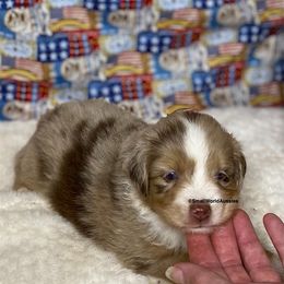 Miniature Australian Shepherd and Toy Australian Shepherd Puppies from Small World Aussies