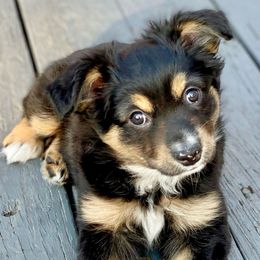 Miniature Australian Shepherd Puppies from Water's Edge Aussies