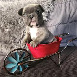 French Bulldog Puppies from Honey Hole Frenchies