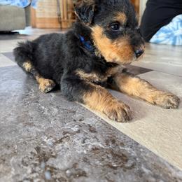 Boy 2 (Blue) - Black and tan male Airedale Terrier puppy in Holton, Michigan from Yoder’s Airedale Terriers