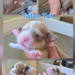 Tater Tot - Buff and white male Cockapoo puppy in Ellensburg, Washington from Dawn to Dusk Cockapoos