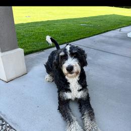 Duke - Tri-color male Bernedoodle puppy in Pasco, Washington from Camp Doodle Woods