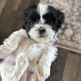 Mochi - Black and white female Shorkie puppy in Idaho from Little Rascal Ranch