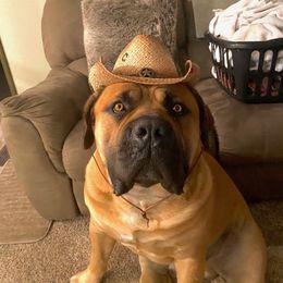 Boerboel All Grown Up from Cascade Boerboels