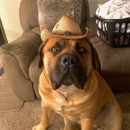 Boerboel All Grown Up from Cascade Boerboels