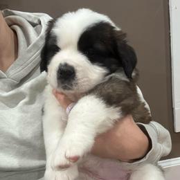 Ivy (Light Pink Collared Girl) - Brown and white female Saint Bernard puppy in Paramount Long Meadow, Maryland from M&R SKYHAVEN SAINTS