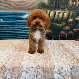 Max - Red  male Poodle puppy in Davie, Florida from Dave Poodles