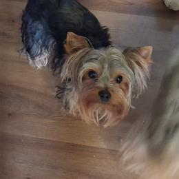 Yorkshire Terrier Puppies from Charlene's Yorkshire Terriers
