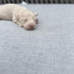 Female 2 - Cream female Dachshund puppy in Martinsville, Virginia from Rea's Doxies