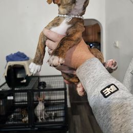 Nylah - Chocolate brindled fawn female Chihuahua puppy in Camden, New Jersey from Maldonado Pet Life Breeder LLC.