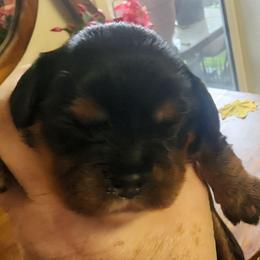 Stripe - Black and tan male Cavalier King Charles Spaniel puppy in Albany, Oregon from Hit Parade Cavaliers