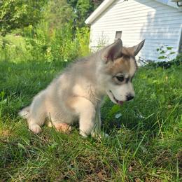 Prince - Gray and white male Siberian Husky puppy in Addison, Michigan from Gray Run Siberian Huskies