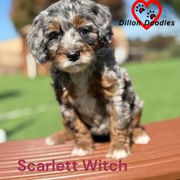 Girl 1 - female Bernedoodle puppy in Vacaville, California from Dillon Doodles