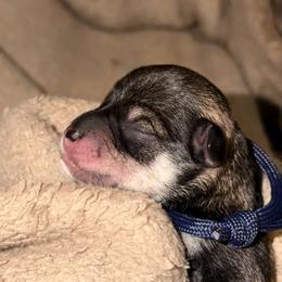 Bandit - Salt and pepper male Miniature Schnauzer puppy in Bellingham, Washington from Tikilove Farm