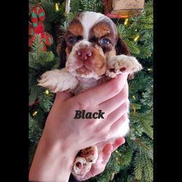 Cocker Spaniel Puppies from Hallmark Cocker Spaniels