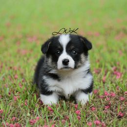 French Bulldog and Pembroke Welsh Corgi Puppies from Little Women's Frenchies & Corgis