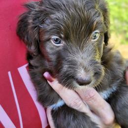 Ruby - Sable female Bordoodle puppy in New Oxford, Pennsylvania from The Weekend Farm