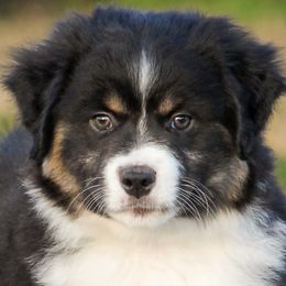 Bashful - Miniature American Shepherd puppy from Coastal’s Miniature American Shepherds
